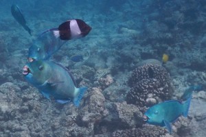 Sandies Bathala Ari Nord Maldive 26