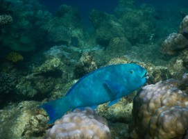 Sandies Bathala Ari Nord Maldive 66