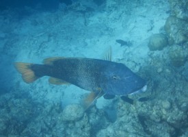 Sandies Bathala Ari Nord Maldive 82