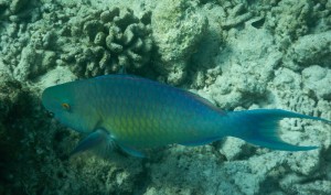 Sandies Bathala Ari Nord Maldive 83