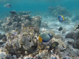 Fihalhohi Maldives Male Sud Maldive 7