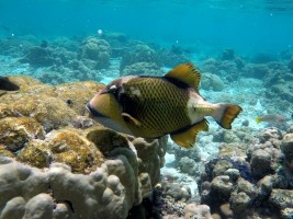 Fihalhohi Maldives Male Sud Maldive 8