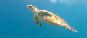 Vilamendhoo Island Resort Ari Sud Maldive 5