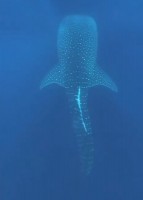 Vilamendhoo Island Resort Ari Sud Maldive 6