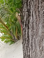 Vilamendhoo Island Resort Ari Sud Maldive 9