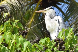 Vilamendhoo Island Resort Ari Sud Maldive 10