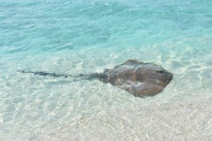 Vilamendhoo Island Resort Ari Sud Maldive 14