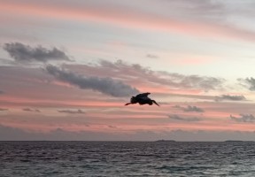 Vilamendhoo Island Resort Ari Sud Maldive 18
