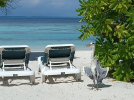 Vilamendhoo Island Resort Ari Sud Maldive 33