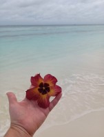Vilamendhoo Island Resort Ari Sud Maldive 36