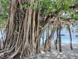 Fihalhohi Maldives Male Sud Maldive 4