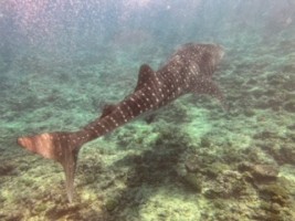 Angaga Island Resort Ari Sud Maldive 10