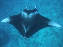 Eriyadu Island Resort Male Nord Maldive 7