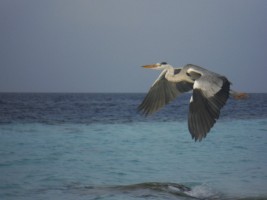 Eriyadu Island Resort Male Nord Maldive 8