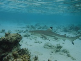 Eriyadu Island Resort Male Nord Maldive 10
