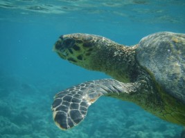 Eriyadu Island Resort Male Nord Maldive 19
