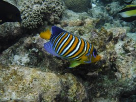 Eriyadu Island Resort Male Nord Maldive 22