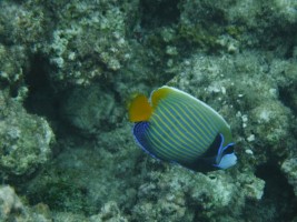 Eriyadu Island Resort Male Nord Maldive 24