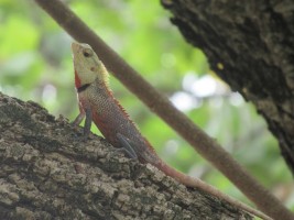 Eriyadu Island Resort Male Nord Maldive 27