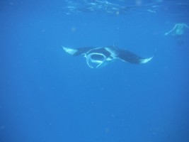 Eriyadu Island Resort Male Nord Maldive 33