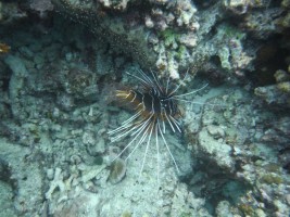 Eriyadu Island Resort Male Nord Maldive 35