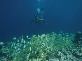 Eriyadu Island Resort Male Nord Maldive 36