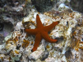 Eriyadu Island Resort Male Nord Maldive 40