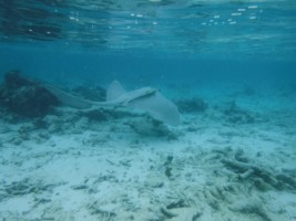 Eriyadu Island Resort Male Nord Maldive 41