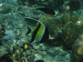 Eriyadu Island Resort Male Nord Maldive 45