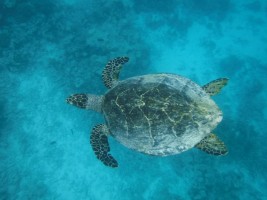 Eriyadu Island Resort Male Nord Maldive 52