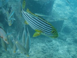 Eriyadu Island Resort Male Nord Maldive 53