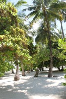 Alimathà Maldives Felidhoo Maldive 50