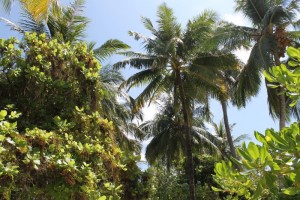 Alimathà Maldives Felidhoo Maldive 51