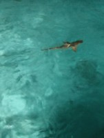 Alimathà Maldives Felidhoo Maldive 79