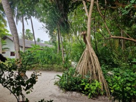 Reethi Beach Resort Baa Maldive 19