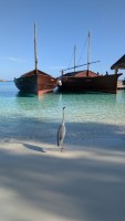 Safari Island Resort Ari Nord Maldive 9