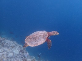Safari Island Resort Ari Nord Maldive 16