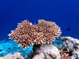Safari Island Resort Ari Nord Maldive 26