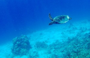 Sun Siyam Iru Veli Dhaalu Maldive 6