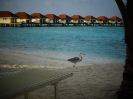 Alimathà Maldives Felidhoo Maldive 3