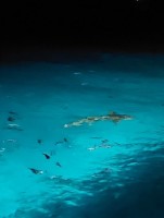 Alimathà Maldives Felidhoo Maldive 7