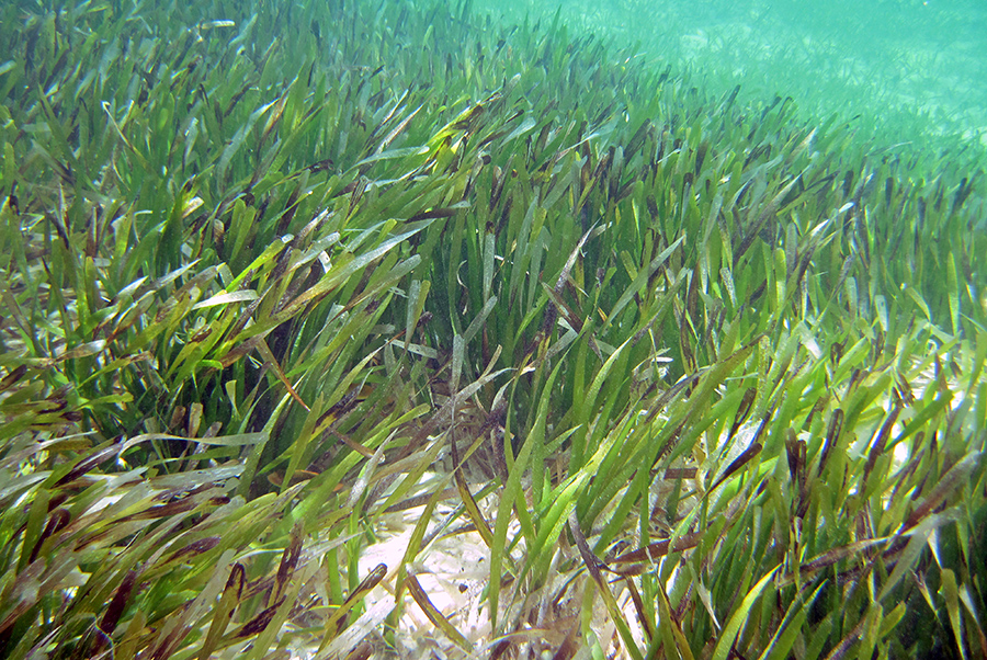turtle grass, seagrass, isole Maldive
