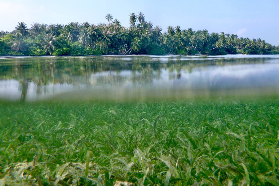 prato di Fenerogame seagrass, isole Maldive