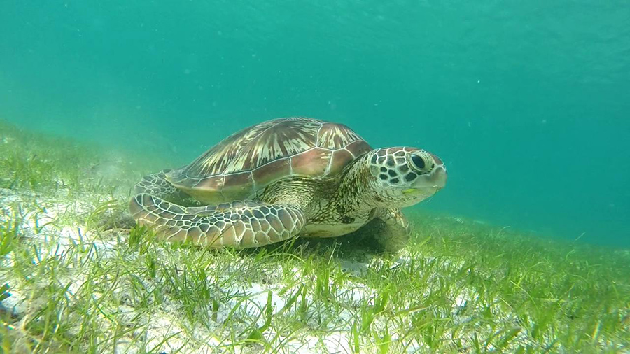 Tartaruga, seagrass, isole Maldive