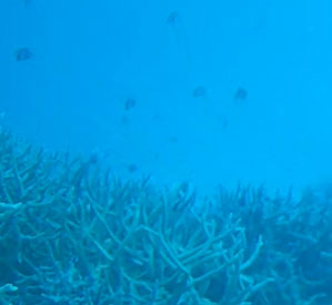 Webcam Meeru Reef